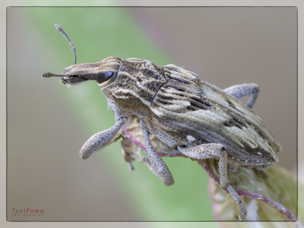 Curculionidae: Coniocleonus excoriatus